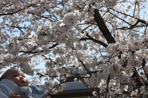 純にとっては初桜。