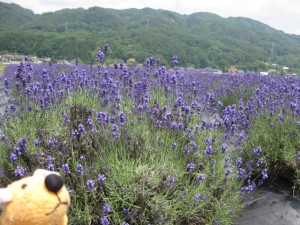 ラベンダー畑なんでスッテ！！