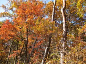 紅葉と青空