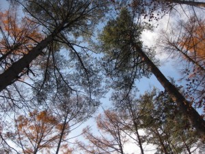 空がこんなに素敵な事には気がつかないかも知れません。