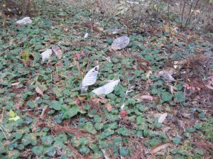 野いちごの群生地