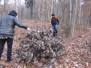 熊が木に登って落としたどんぐりの木の枝。