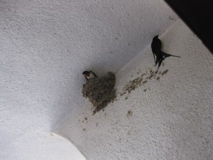 帰ってきたピー助とプー助。