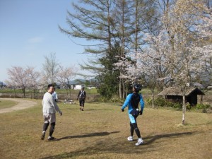 桜が見ごろです。