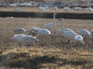 白鳥in近所の田んぼ