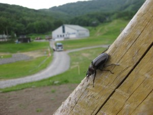 クワガタさん