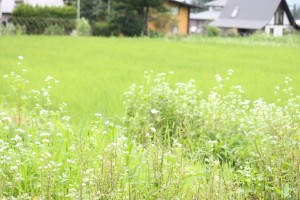 そばの白い花