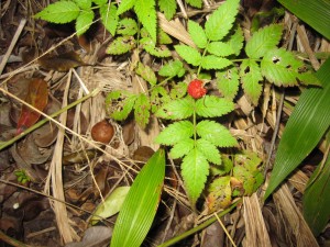 こんなBerry?も見つけました