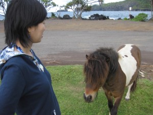 野生っぽいポニーが近づいてきました。