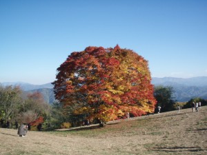 大峰高原の、七色大カエデの木。