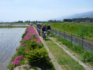 芝桜に彩られたあぜ道をゆきます。