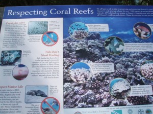 Naturalさんご礁がたくさん