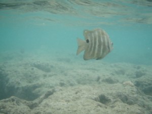 ビーチからすぐに魚が見えます