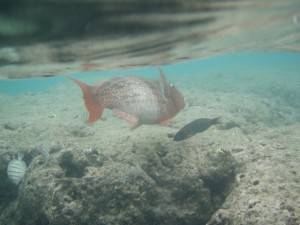 水もとてもクリアです。