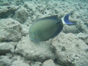 マサルさんはもう魚に夢中